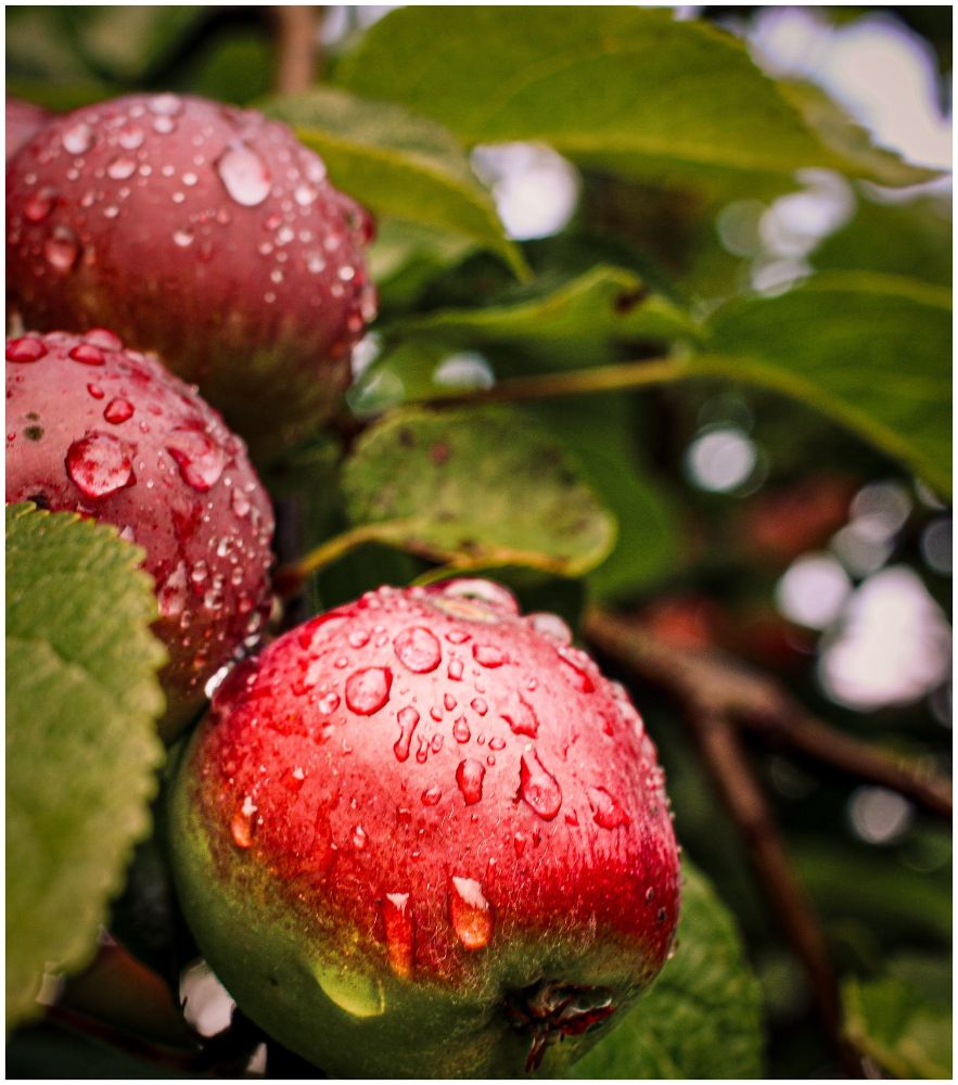 Detailaufnahme eines rot-grünen Apfels am Baum, der mit Regentropfen benetzt ist. Dahinter im unscharfen Bereich weitere Äpfel und Laub.