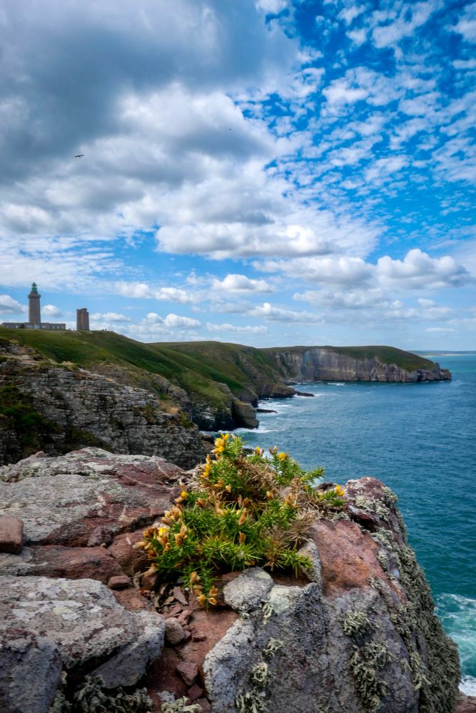 Panoramic view of a rocky cliff, slightly cloudy sky above. Two lighthouses on the left edge of the picture. A small flowering bush in the foreground.