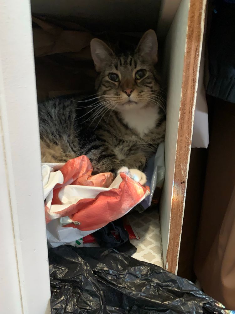 Katsu will throw everything out of the closet so he can climb in and sit on the pile of plastic bags