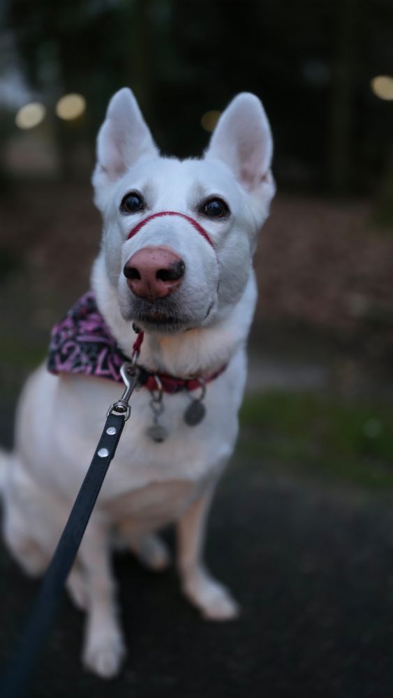 White German shepherd mix ready for the weekend!