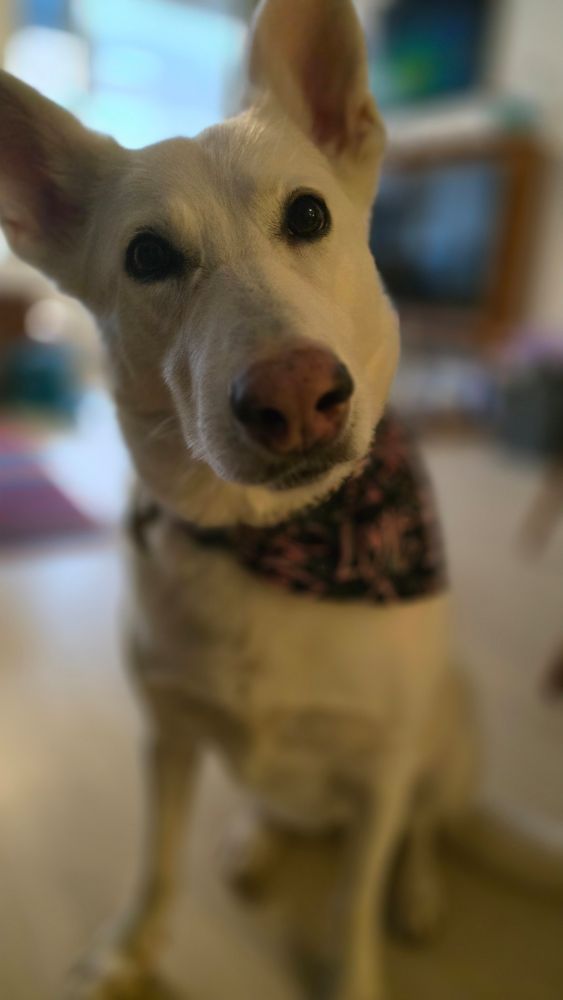 White German shepherd dog