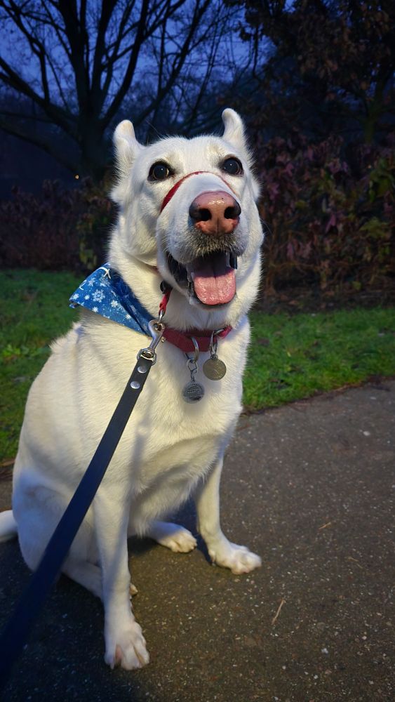 White shepherd mix dog