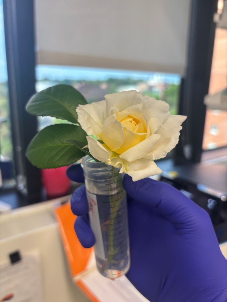 Rose in a conical tube