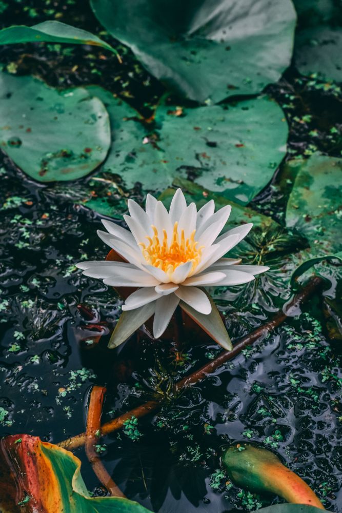 Photo of white water lily and lily pads (1)
