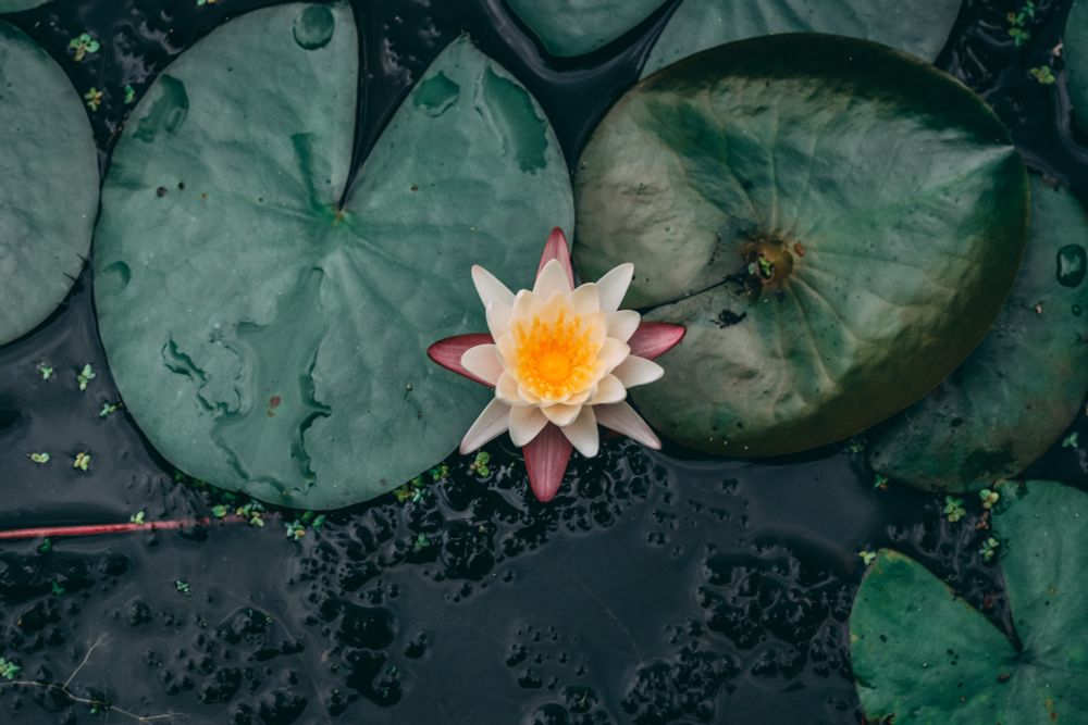 Photo of white water lily and lily pads (2)