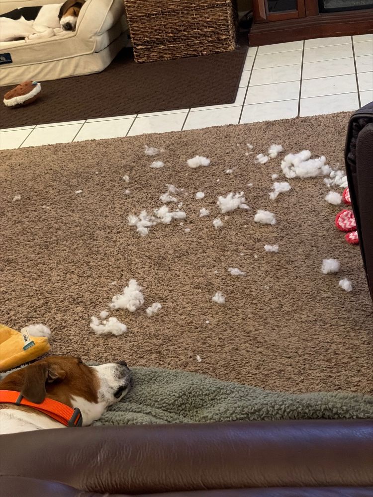 The other dog’s head laying on a blanket, more fluff on the floor