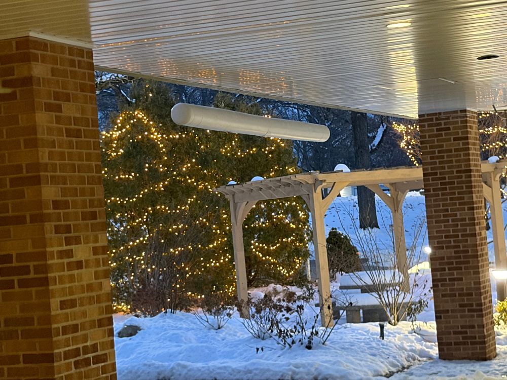 Trees outside the hospital my appointment was at with string lights strung in them