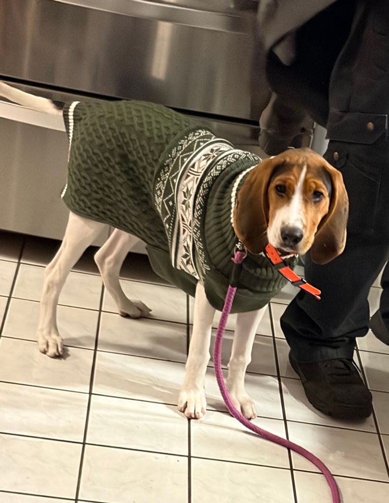 Small coonhound black/brown/white puppy Lucy in a green and white dog sweater looking at the camera excited to leave the house