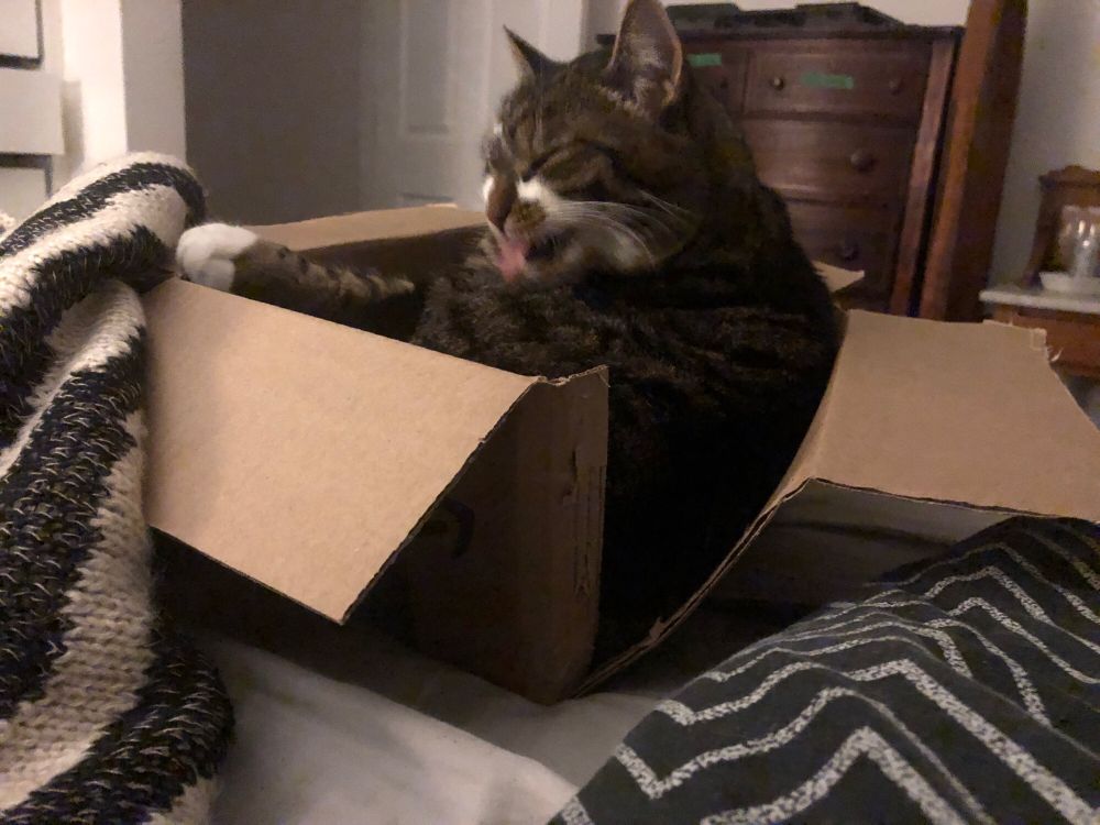 A tabby cat bathing himself in a small cardboard box. The box has split down one corner from the sheer amount of cat crammed into it.