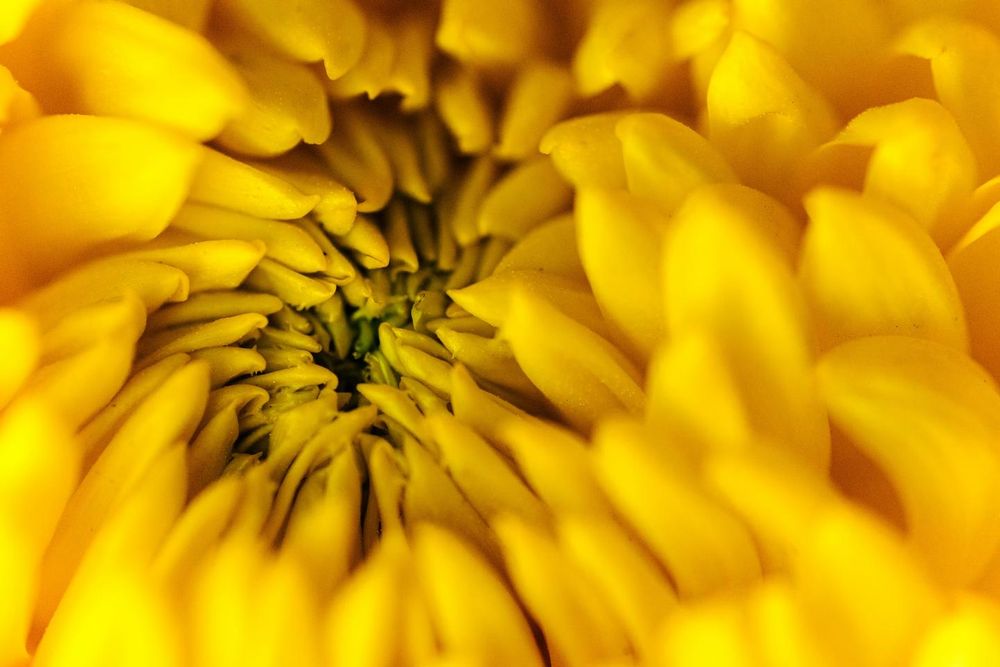 Nature's Tiny Marvels: Macro Photography with Zdenek Jakubek