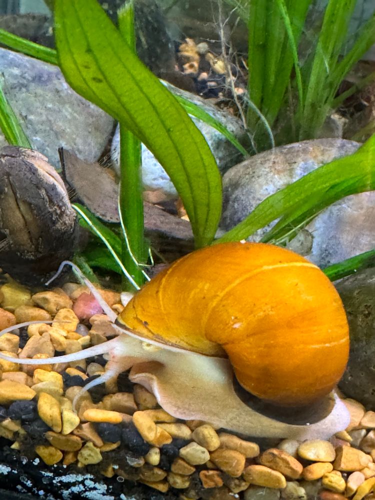 Yellow apple snail