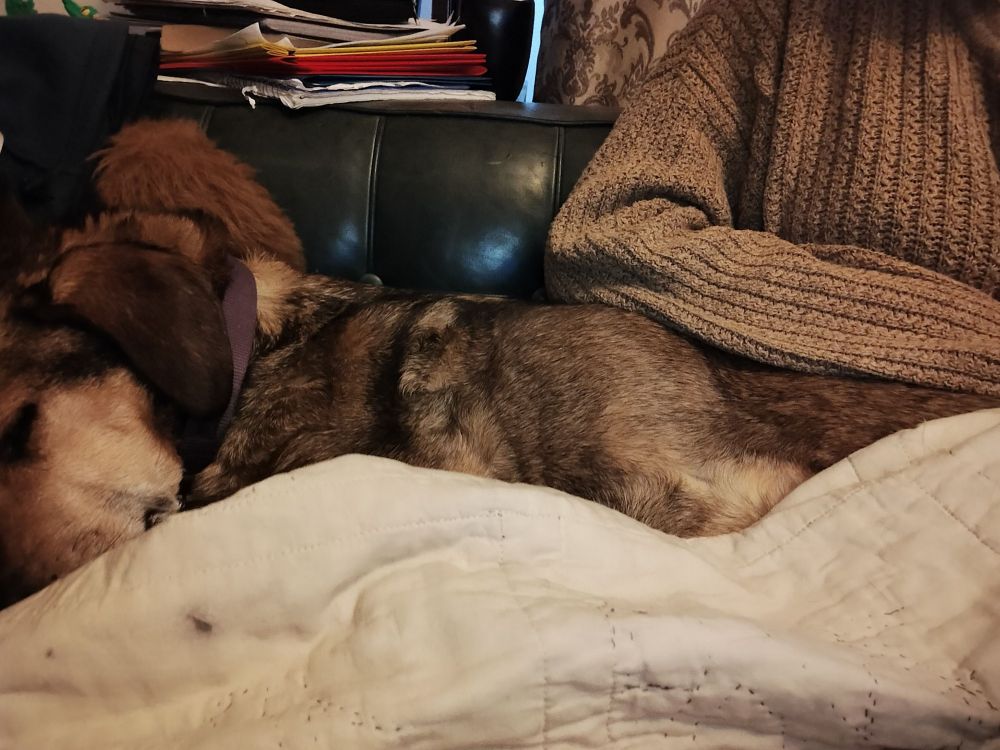 A brown dog sitting with his back half on a human 