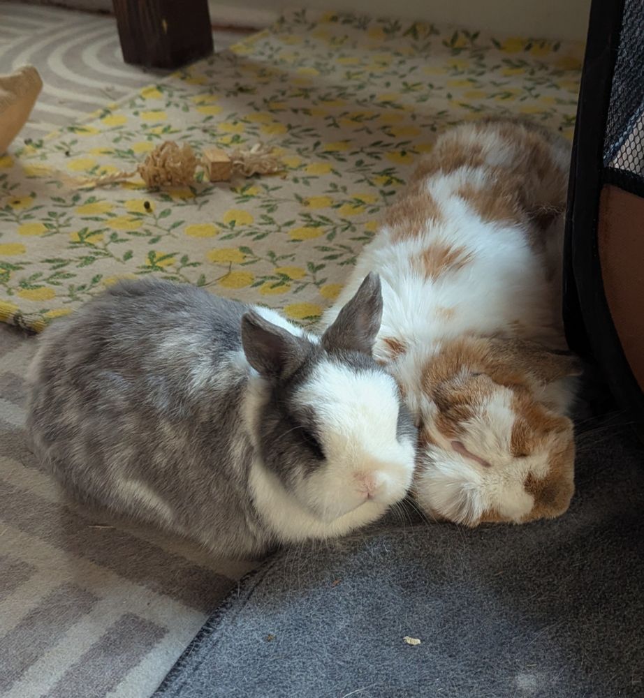 Two rabbits lying on area rugs
