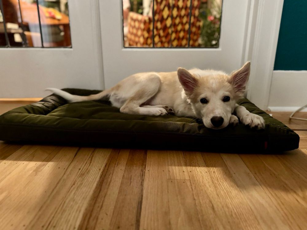 White and tan puppy on a dark green dog bed. 
