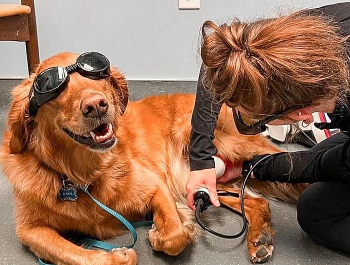 A large dog wearing goggles gets laser therapy on its leg.
