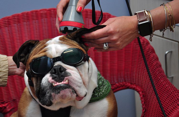 A bulldog wearing goggles gets laser therapy on its ear.