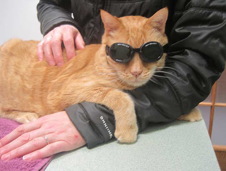 A buff tabby cat wears goggles.