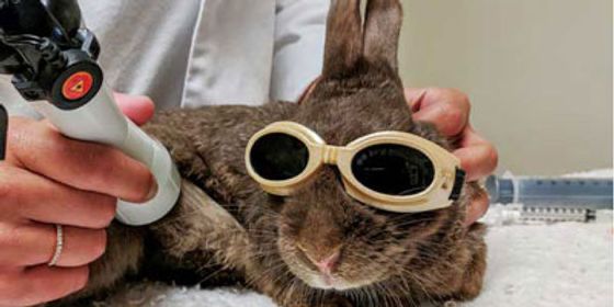 A rabbit wearing goggles gets laser therapy on its hind leg.