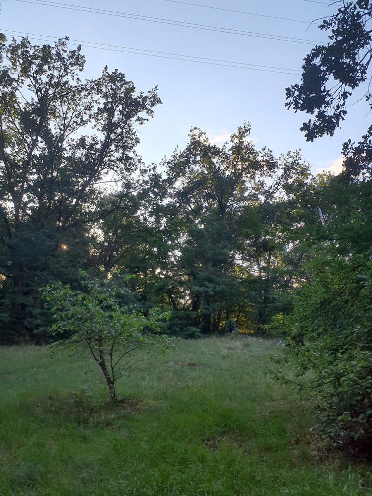 Picture of a forest clearing in the evening sky with a small birch tree in the middle and other trees surrounding it