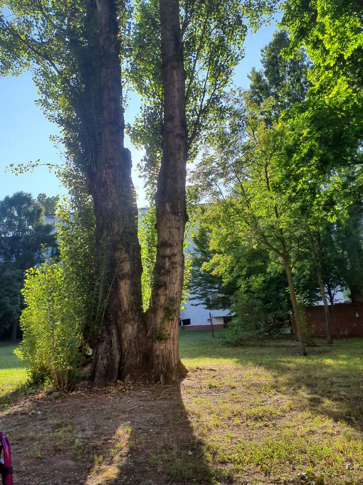 Other perspective of my backyard with grass and some trees growing together or close to each other . 