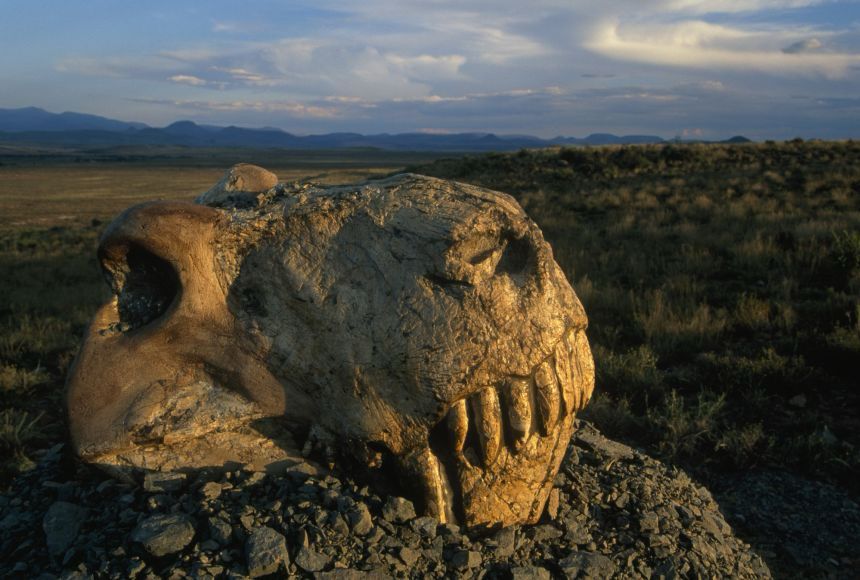 Image from National Geographic of extnct animal skull. 