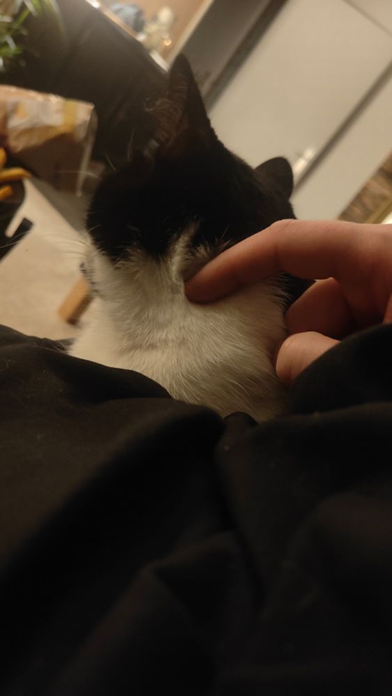 Queen mimi chat posée à se faire gratouiller son petit cou tout fluffy par papa 