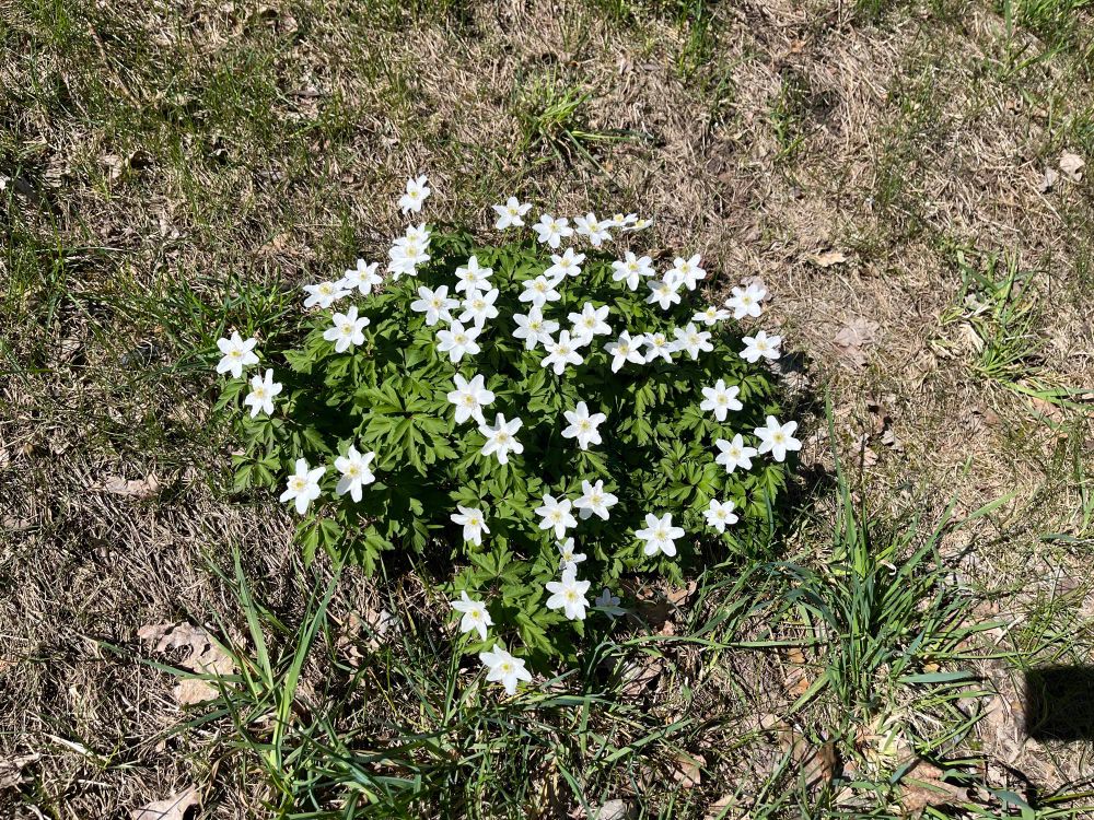 En tuva vitsippor på karg vårjord