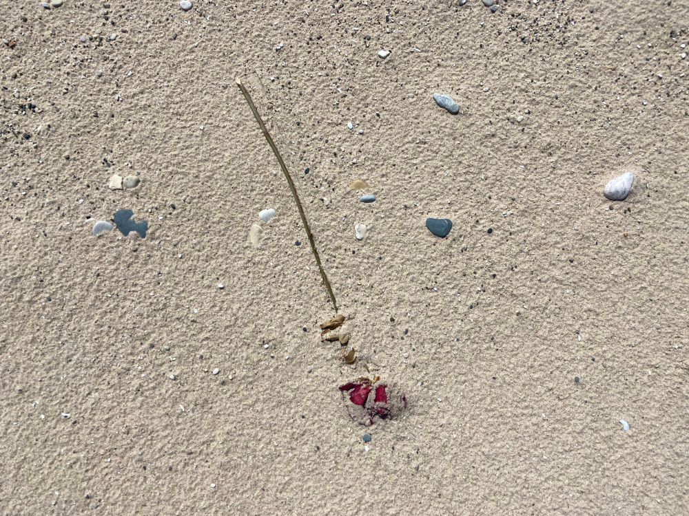 The same single rose stem, now partially covered in sand. The petals are duller and beginning to dry. Rain has erased any footprints. 