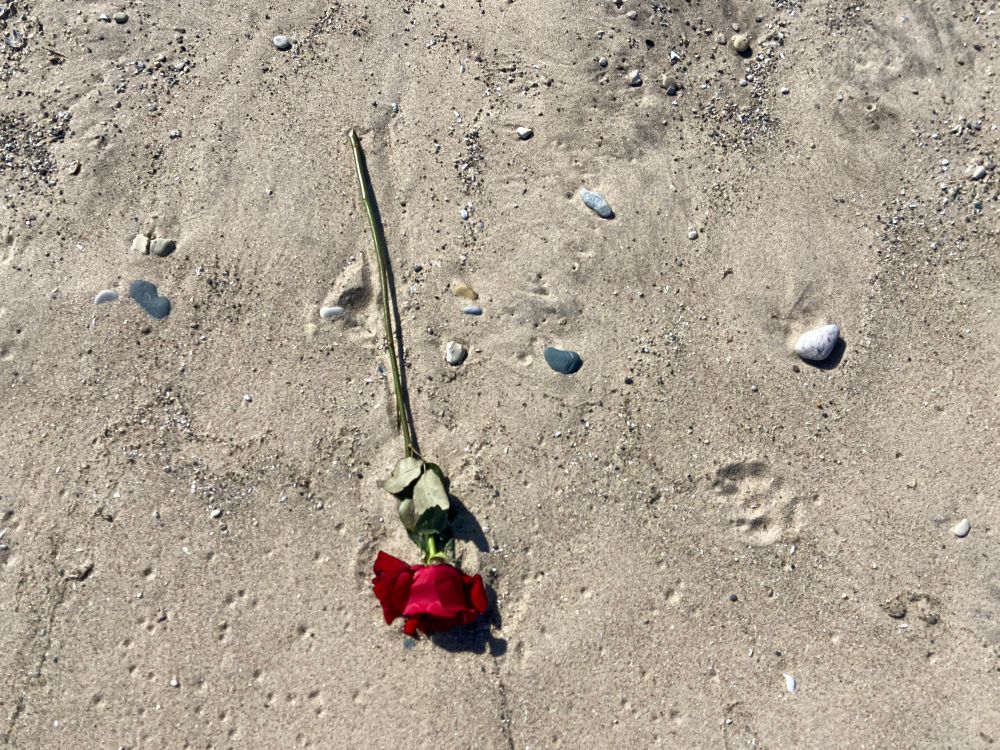 A single rose stem with fresh crimson petals laying in the sand. A set of coyote tracks approaches from the right, pauses and passes.