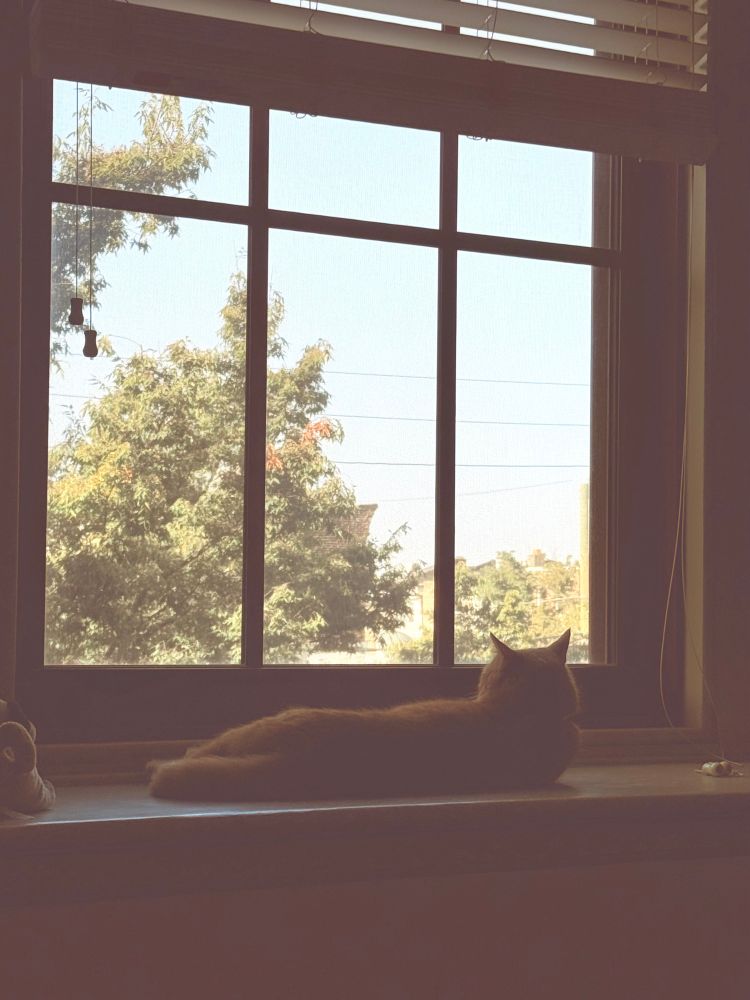 Edward the Orange spending of some of his morning wishing me a happy birthday by ignoring me as he stares out the window.