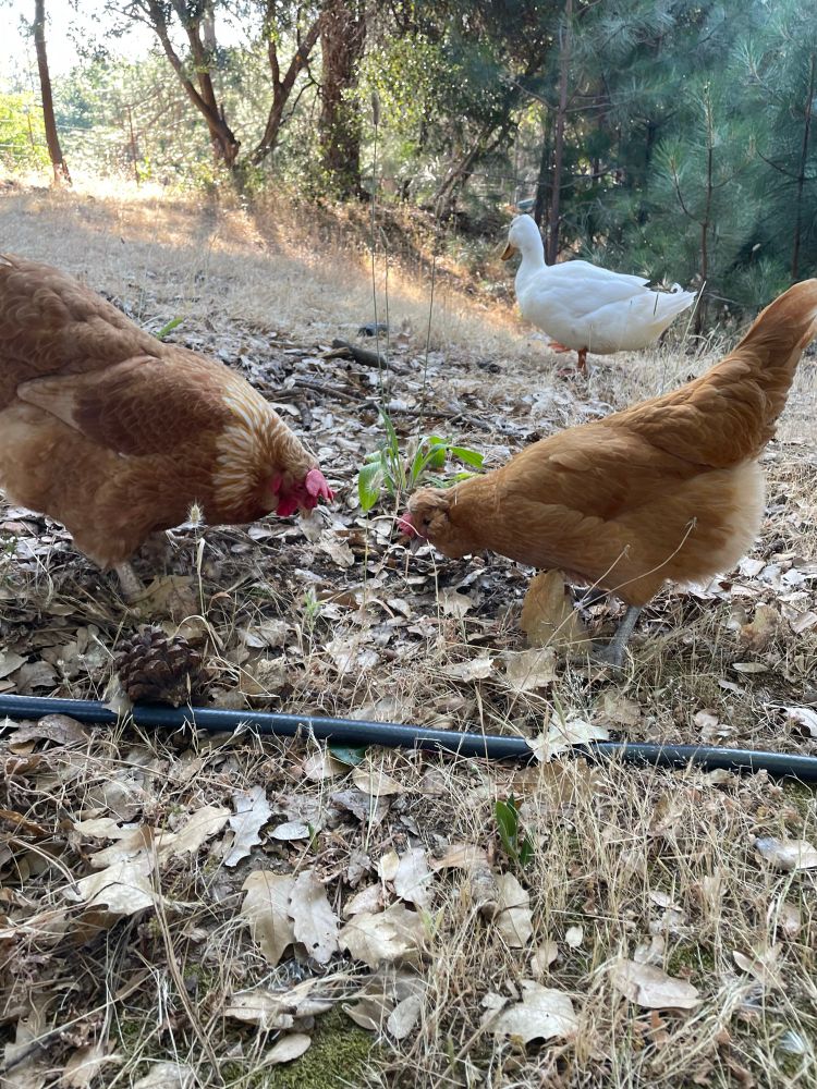 two chickens digging, with one white duck in the background 