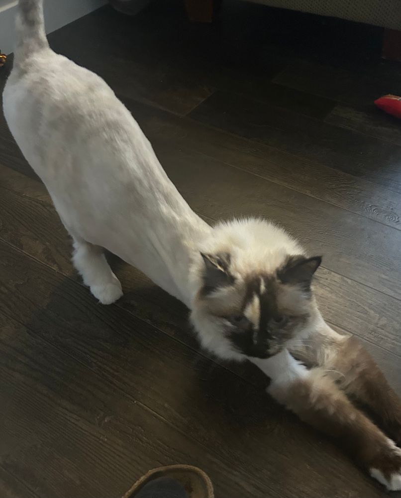 Recently shaved ragdoll cat stretching. Her front legs are extended out in front and are still furry like gauntlets. Her butt is in the air, and her body is kind of misshapen, as if her stretch has obliterated her ribcage and you can only see one back leg.