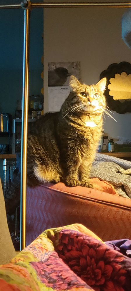 A tabby with short little legs stands on a chair illuminated by a lamp.
