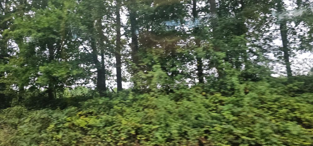 Trees from the train between Penshurst and Edenbridge 