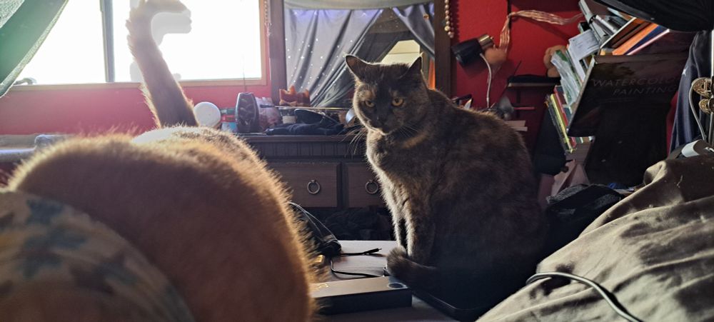 A photo of two cats on a messy bed. The one on the left, a large ginger tabby with a starry bandanna, is mostly out of frame, with his bandanna, his back, and his tail the only parts of him in the shot. Behind him and to the right is a dilute tortoiseshell, sitting on a tablet and looking at his butt in mild irritation.