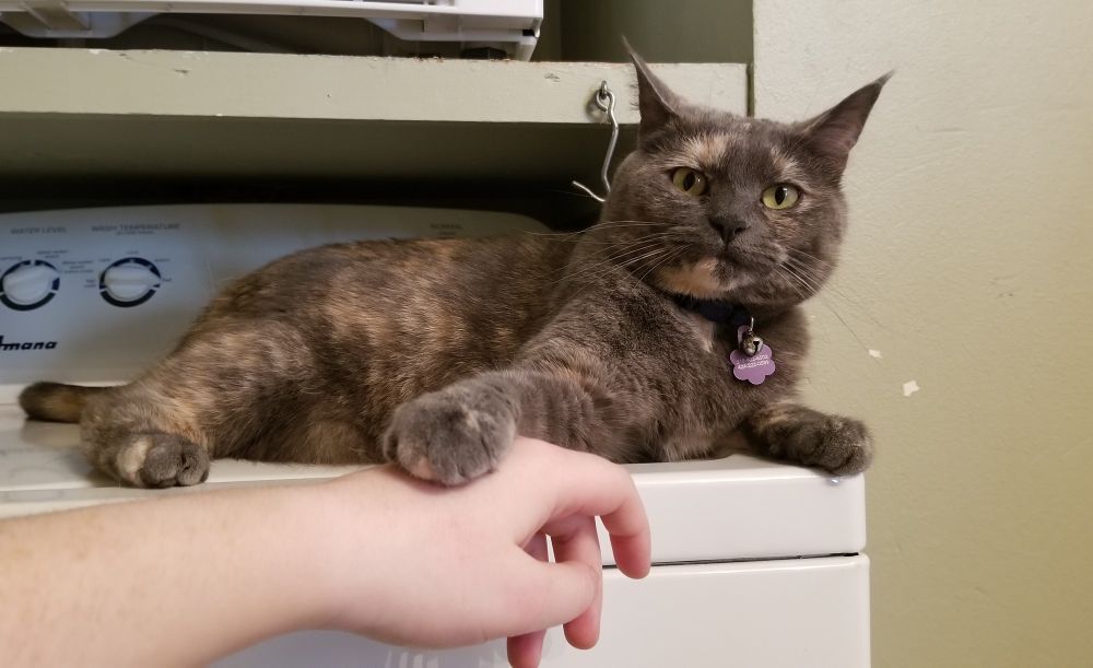 A picture of Fizza, a dilute tortoiseshell cat with yellow eyes. She is lying down on top of a washing machine with her head up. Her right front paw is placed firmly on the outstretched hand of the human (who is otherwise out of frame) who is trying to pet her, as if to say "No". She looks annoyed, with her right ear slightly cocked back and her tail having just flicked back behind her.