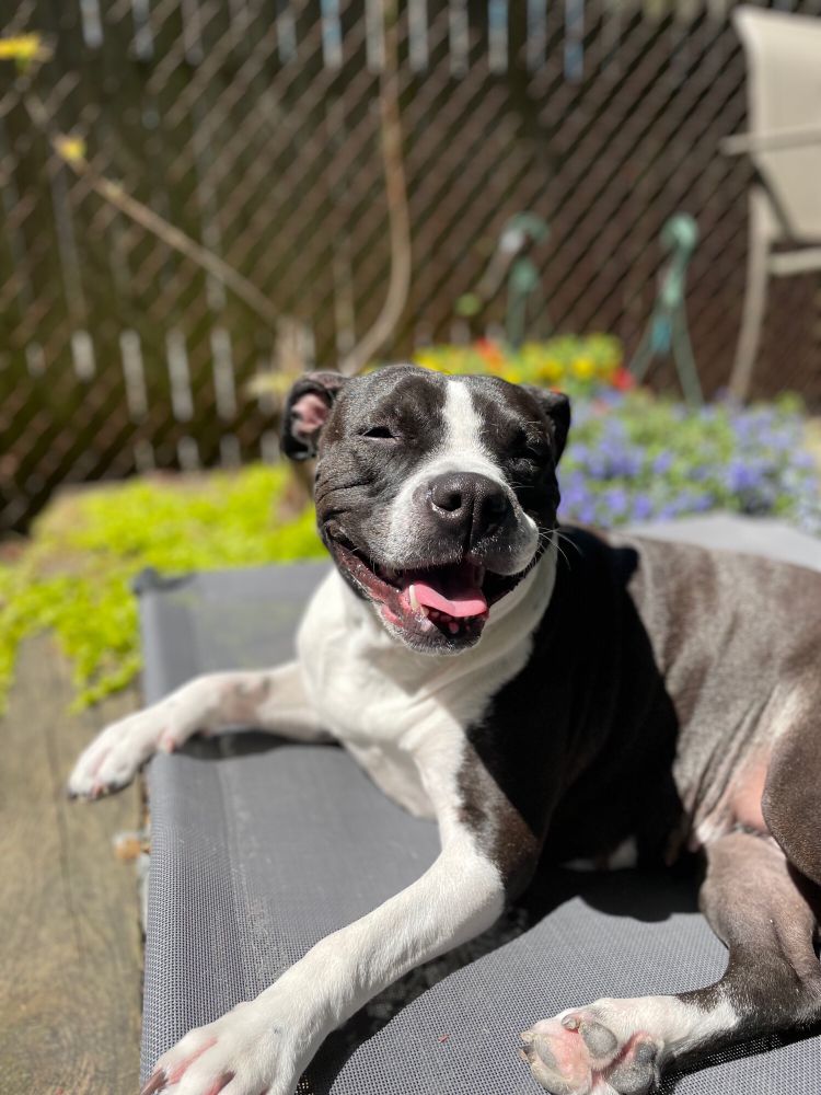 Black and white pit bull lounging outside in the sunshine