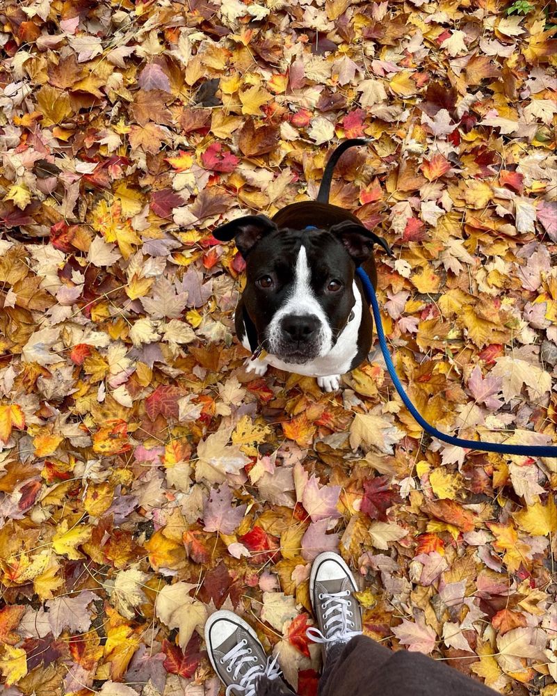 A black and white pit bull sitting amongst colorful fallen leaves. 