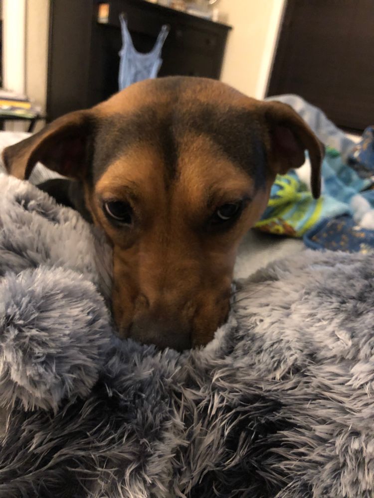 A brown and black dog biting a fluffy toy. Her face is scrunched up with the power of her bite and she looks directly at the camera with foreboding in her eyes. 