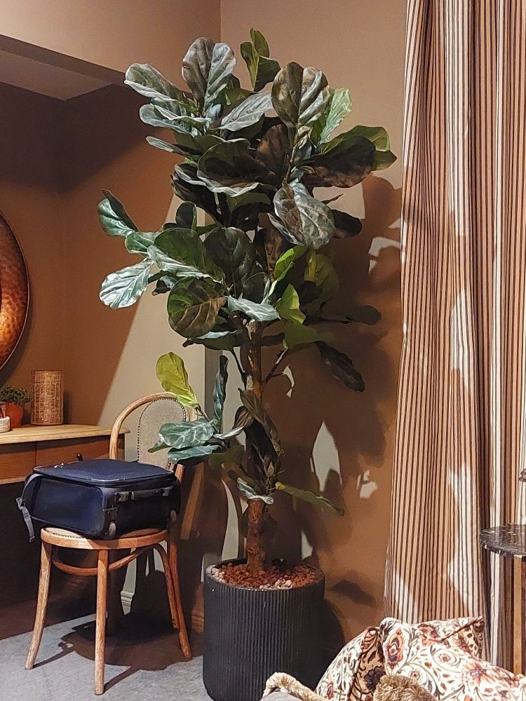 Absolutely enormous plant which is way taller than I am and looks hungry