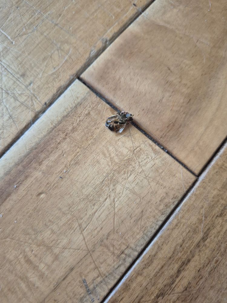 A squished wasp is sitting on a hardwood floor. 