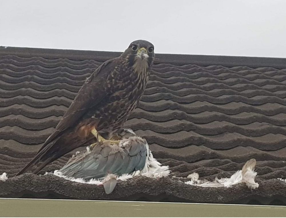 Female raptor (kārearea) feasting on a kill of wood pigeon (kererū) on a roof in Karori, Wellington during 2020 Covid lockdown