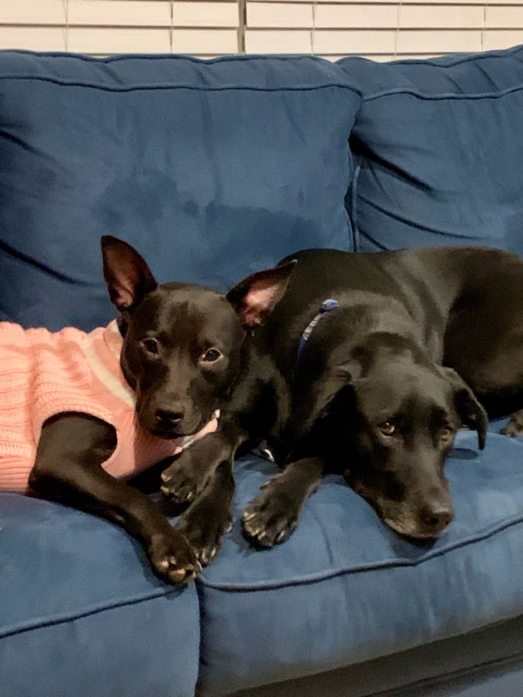 Two dogs resting on a blue couch