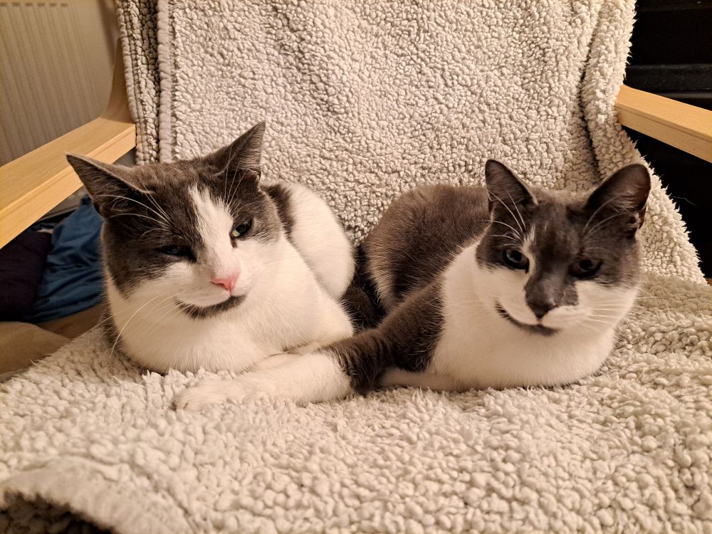 Gus and Ari, two grey and white cats, sat together on a Poang chair covered in a white faux sheepskin blanket 