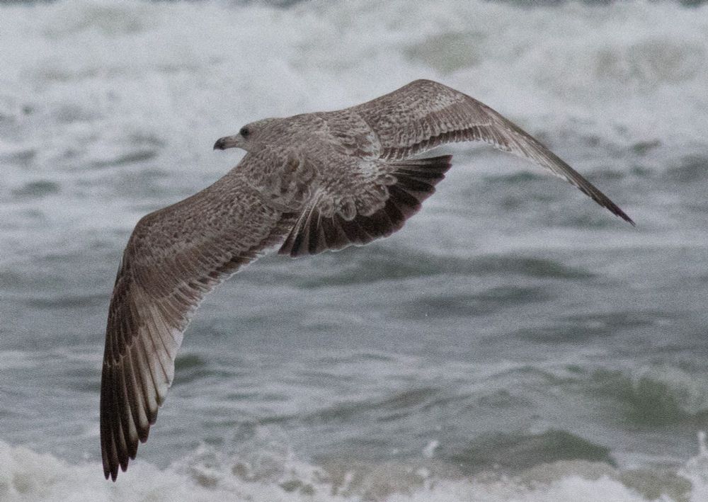 Bird in flight has brown and white pattern with a dark tail and wing tips. It has a dark tip to its beak. It flies over a churning surf