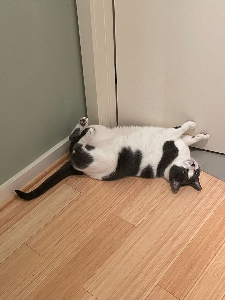 Photo of a black and white cat lying on his back with his feet in the air and a pathetic expression on his face
