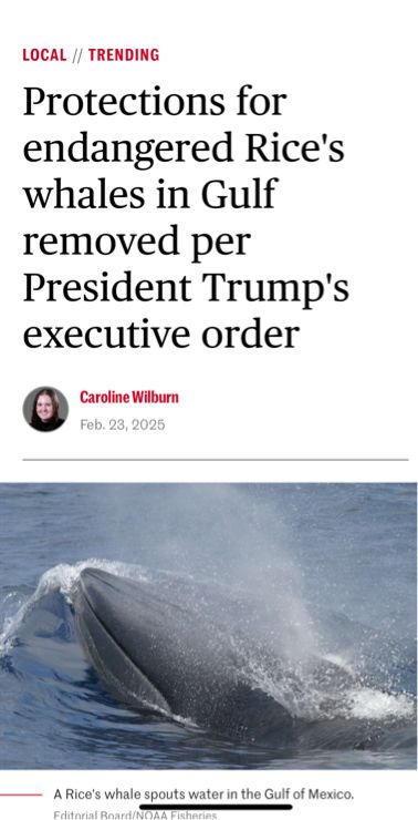 A headline showing an endangered whale and “protections for endangered Rice’s whales in Gulf removed per President Trump’s order.”