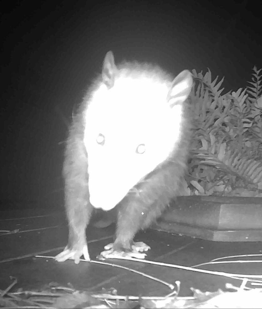 Night-view trail cam picture of a possum very close up, its glowing-white face and eyes staring directly into the camera 