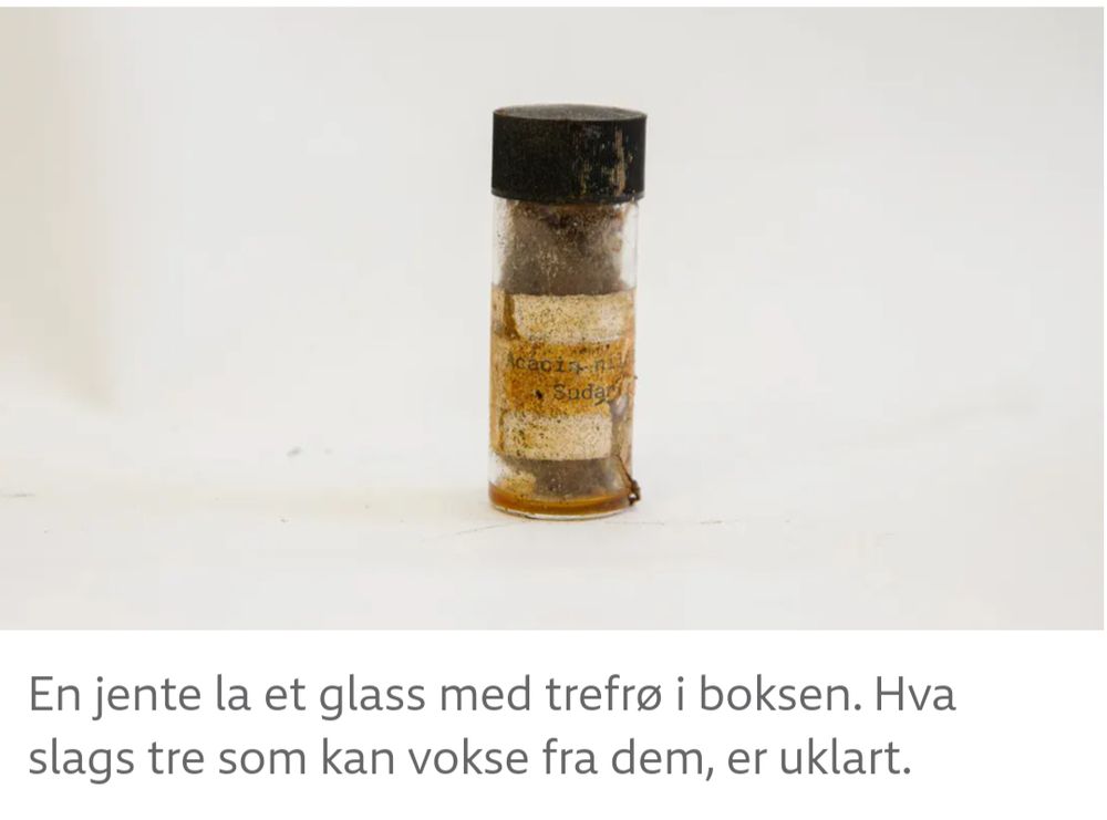 skjermdump fra nrk: bilde av et glass med frø merket med en gulnet etikett der det står Acacia nil (slutten av dette ordet synes ikke) Sudan bildeteksten sier 