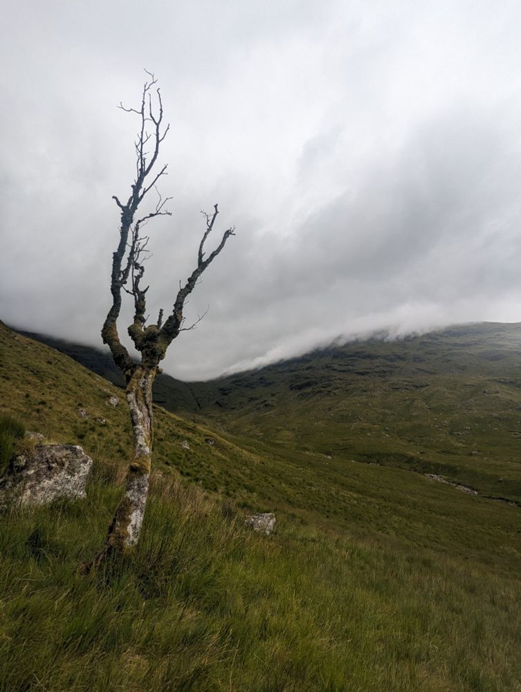 Highland hillside, in the foreground is a dead tree, with mountains behind. Low cloud hides the summit.